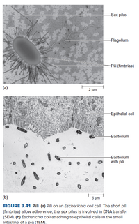 Answered Sex Pilus Flagellum Pili Fimbriae Bartleby