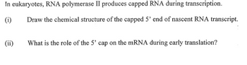 Answered In Eukaryotes Rna Polymerase Ii Bartleby