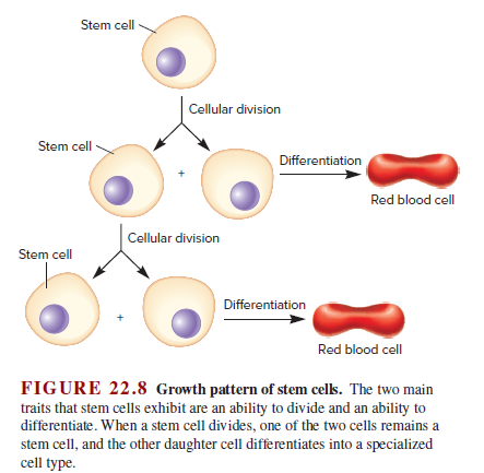 Answered Stem Cell Cellular Division Stem Cell Differentiation Red