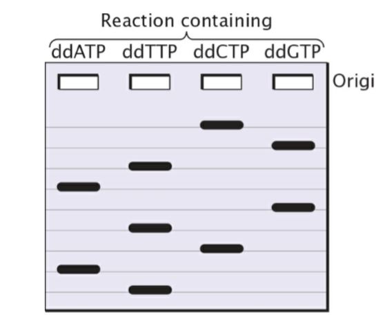 Answered Reaction Containing DdATP DdTTP DdCTP DdGTP Origi Bartleby