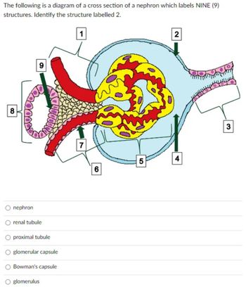 Answered The Following Is A Diagram Of A Cross Section Of A Nephron