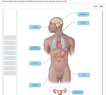 Endocrine System Labeled Diagram