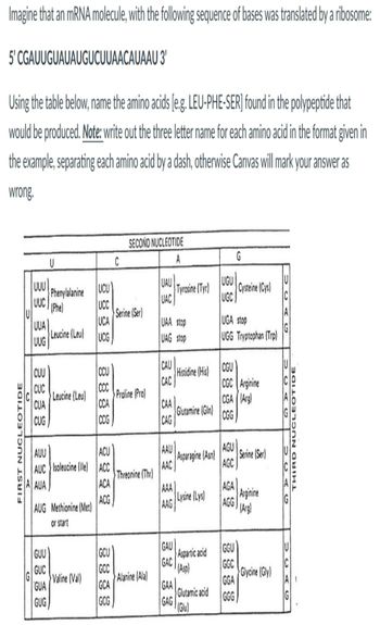 Answered Imagine That An MRNA Molecule With The Bartleby