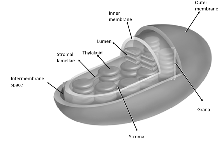 Biology homework question answer, step 1, image 1