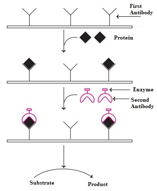 Biology homework question answer, step 2, image 1