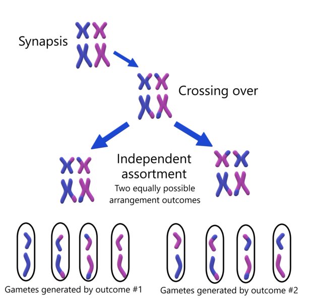 Biology homework question answer, step 1, image 1