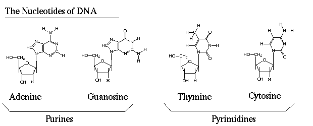 Biology homework question answer, step 1, image 1