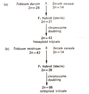 Biology homework question answer, step 1, image 1