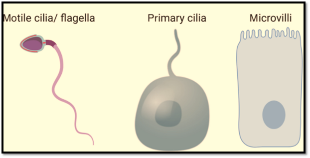 Anatomy and Physiology homework question answer, step 1, image 1