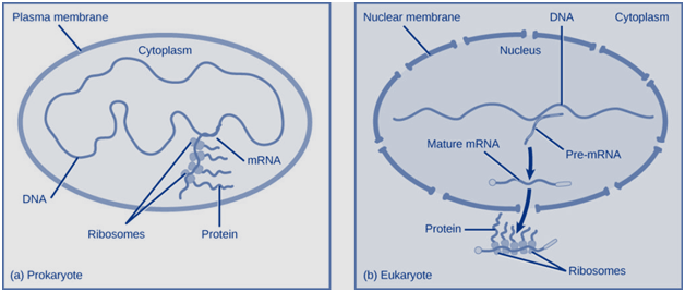 Biology homework question answer, step 2, image 1