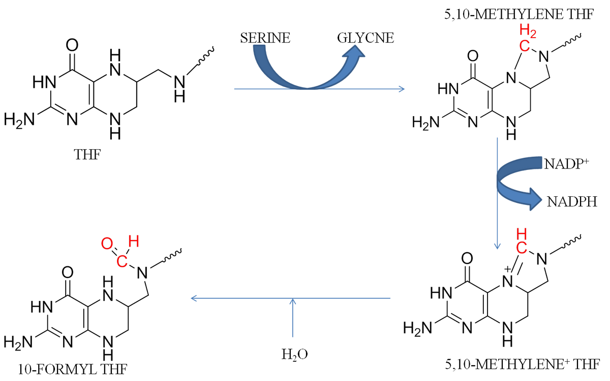 Biochemistry homework question answer, step 2, image 1