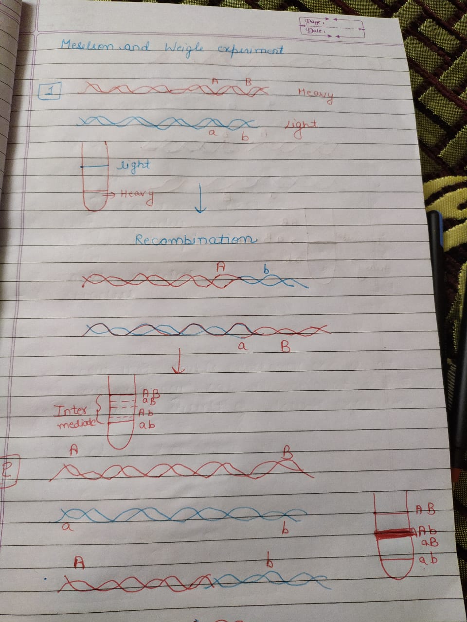 Biology homework question answer, step 1, image 1