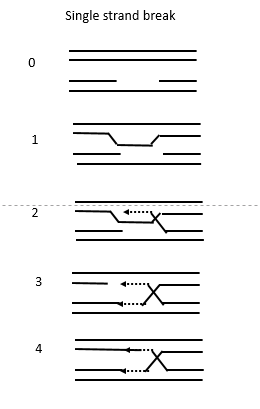 Biology homework question answer, step 1, image 2