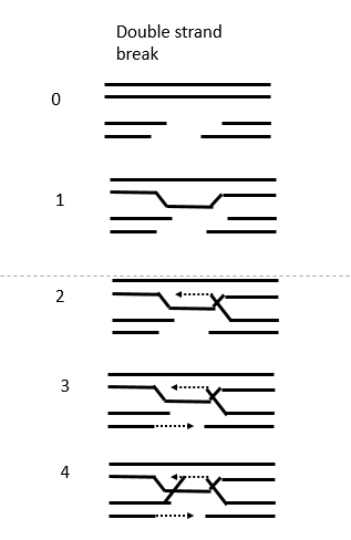 Biology homework question answer, step 1, image 1