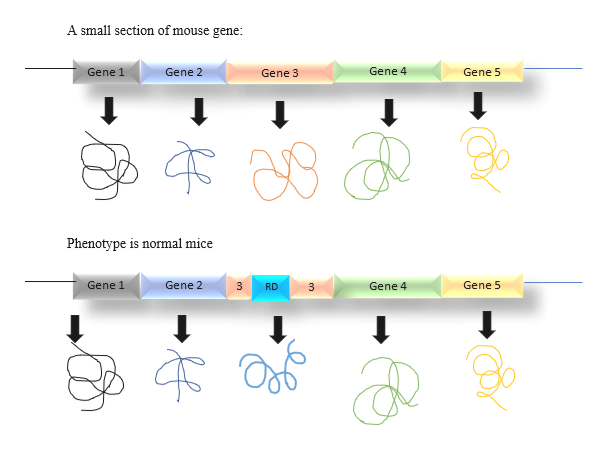 A small section of mouse gene:
Gene 4
Gene 5
Gene 1
Gene 2
Gene 3
Phenotype is normal mice
Gene 1
Gene 2
Gene 5
Gene 4
RD
