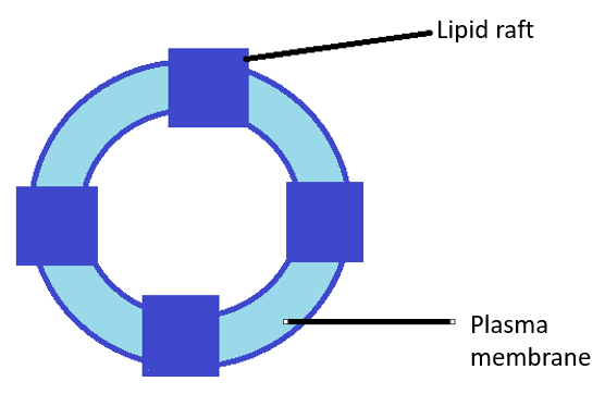 Biology homework question answer, step 1, image 1