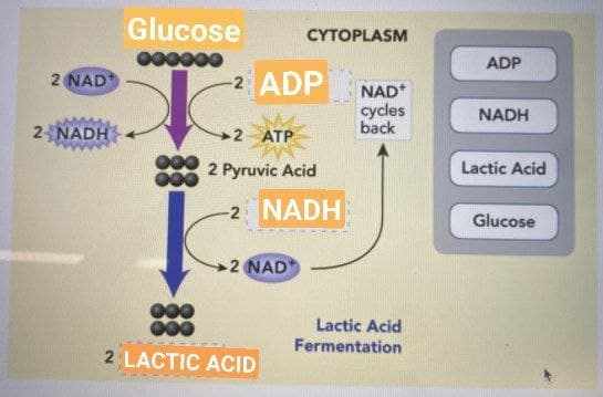 Biology homework question answer, step 1, image 1