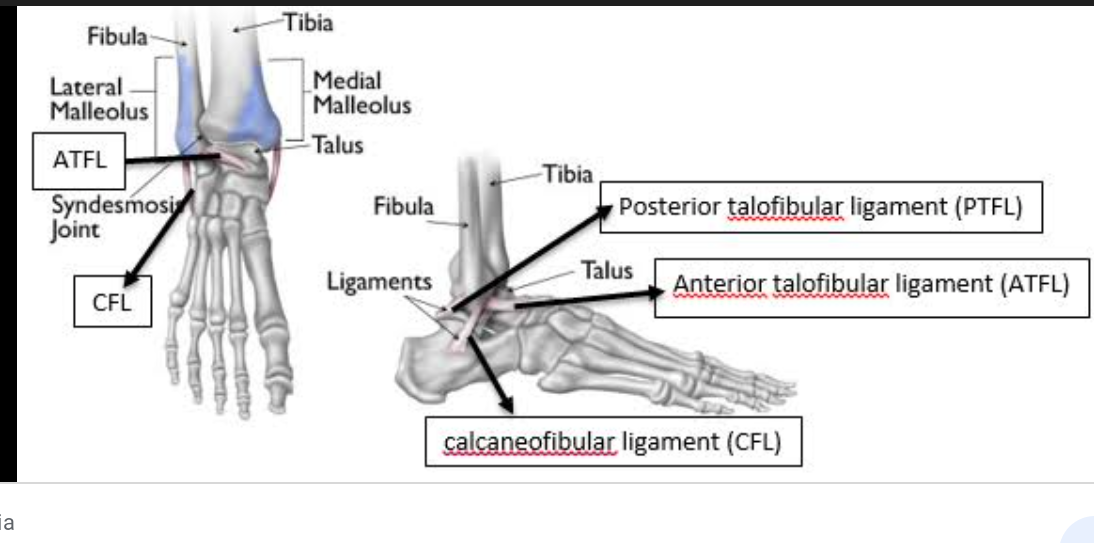 Anatomy and Physiology homework question answer, step 1, image 1