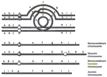 Biology homework question answer, step 2, image 1