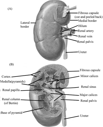 Answered: Describe The External And Internal… | Bartleby