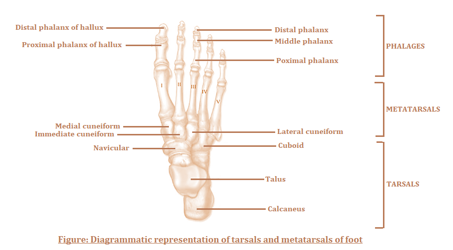 Anatomy and Physiology homework question answer, step 2, image 1