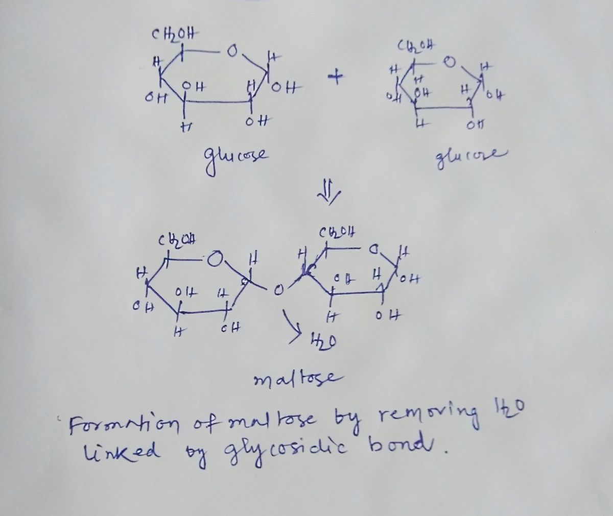 Biology homework question answer, step 1, image 1