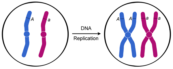 Biology homework question answer, step 1, image 1