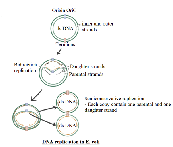 Biology homework question answer, step 2, image 1