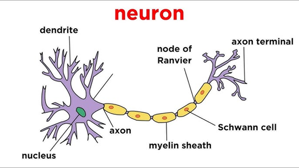 Psychology homework question answer, step 1, image 1