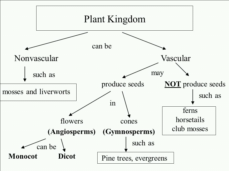 Biology homework question answer, step 1, image 1