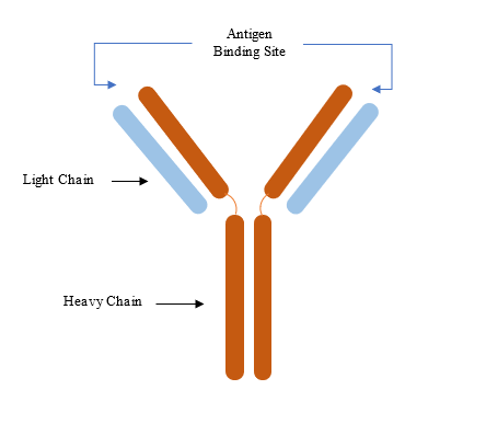 Biology homework question answer, step 1, image 1