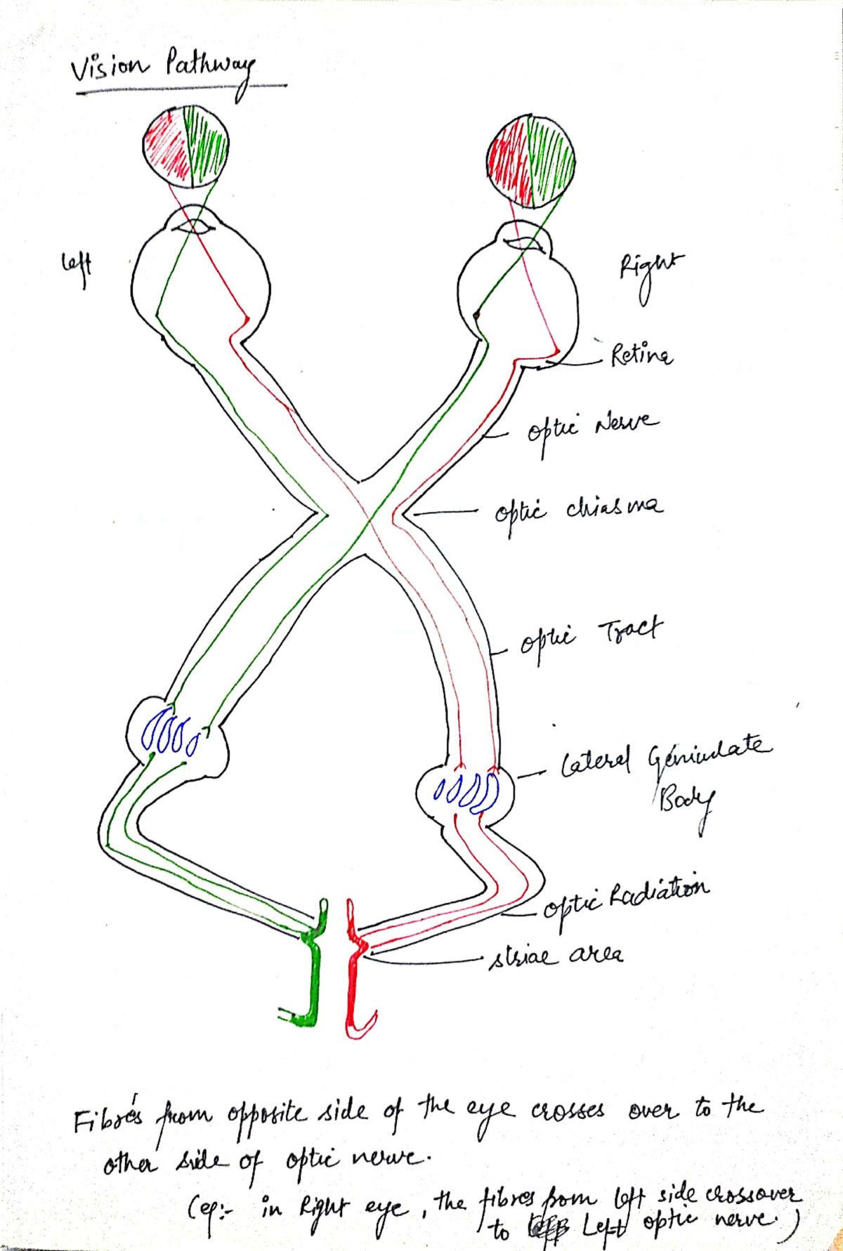 Biology homework question answer, step 2, image 1