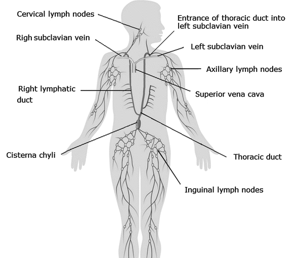 Anatomy and Physiology homework question answer, step 2, image 1