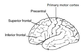 Anatomy and Physiology homework question answer, step 1, image 1