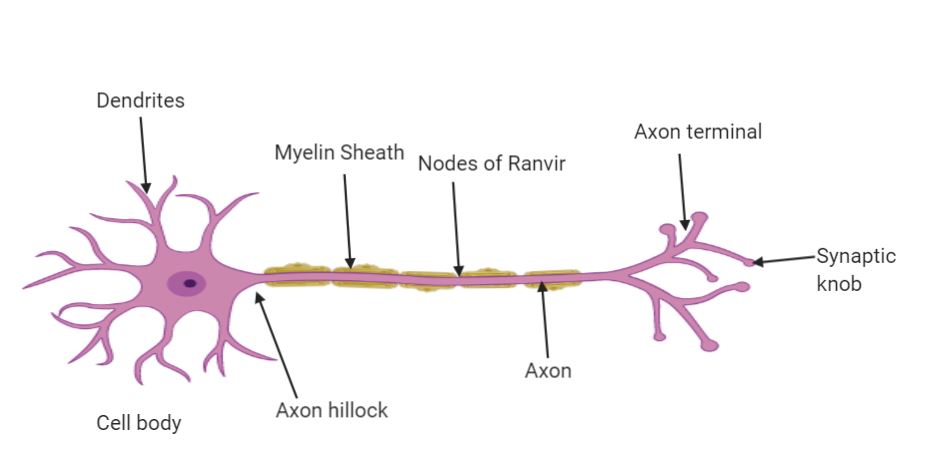 Biology homework question answer, step 1, image 1