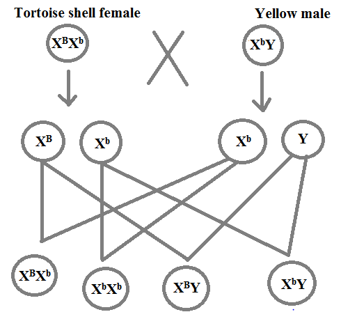 Biology homework question answer, step 2, image 1