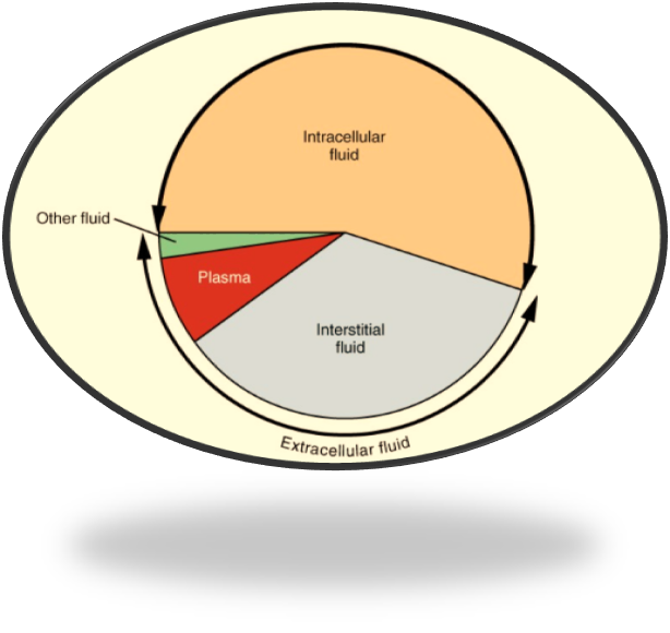 Anatomy and Physiology homework question answer, step 1, image 1