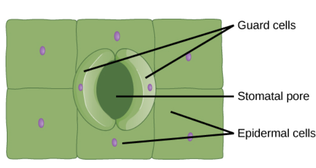 Biology homework question answer, step 2, image 1