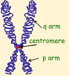 Biology homework question answer, step 1, image 1