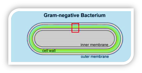 Biology homework question answer, step 1, image 1