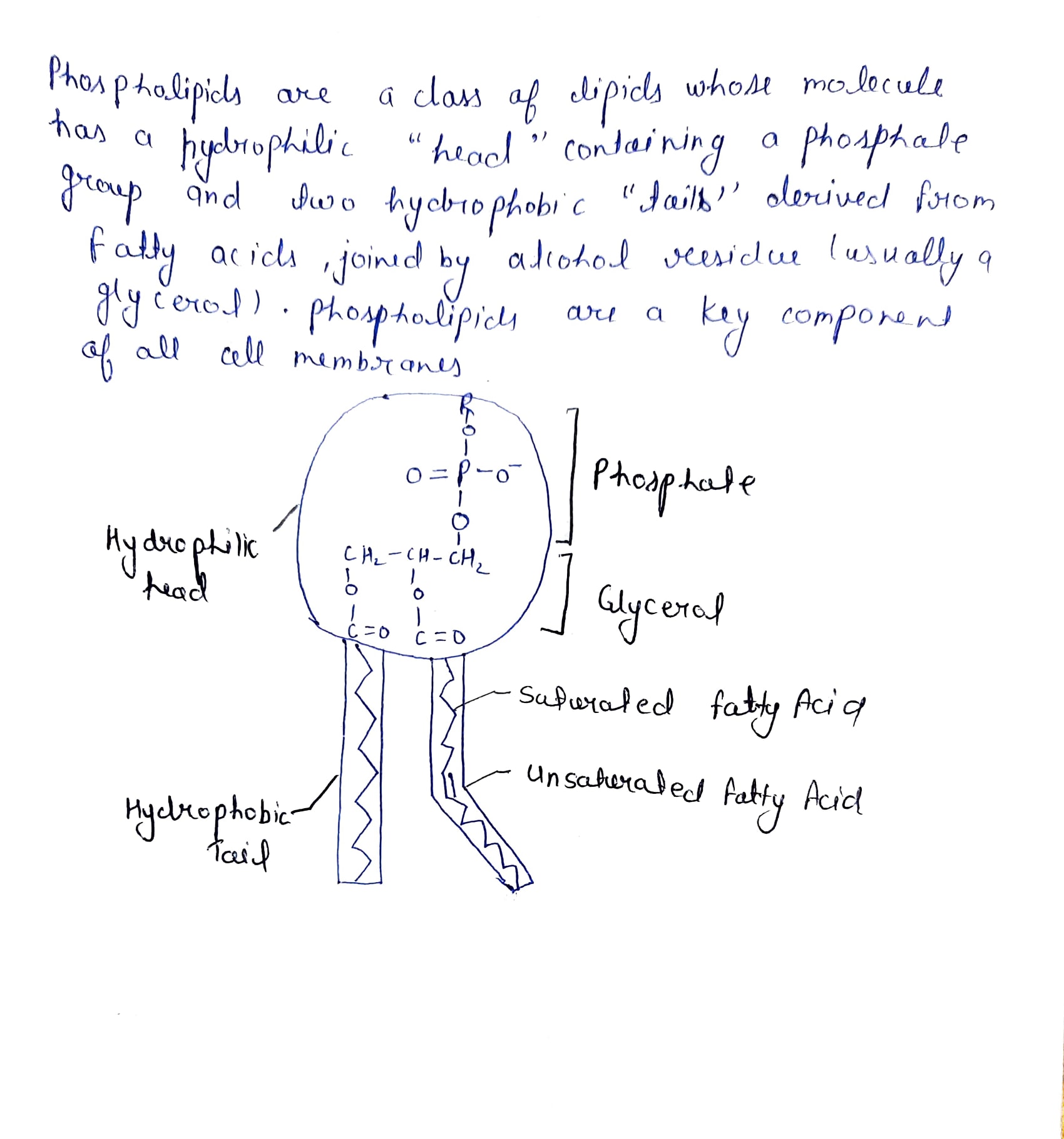 Biology homework question answer, step 1, image 1