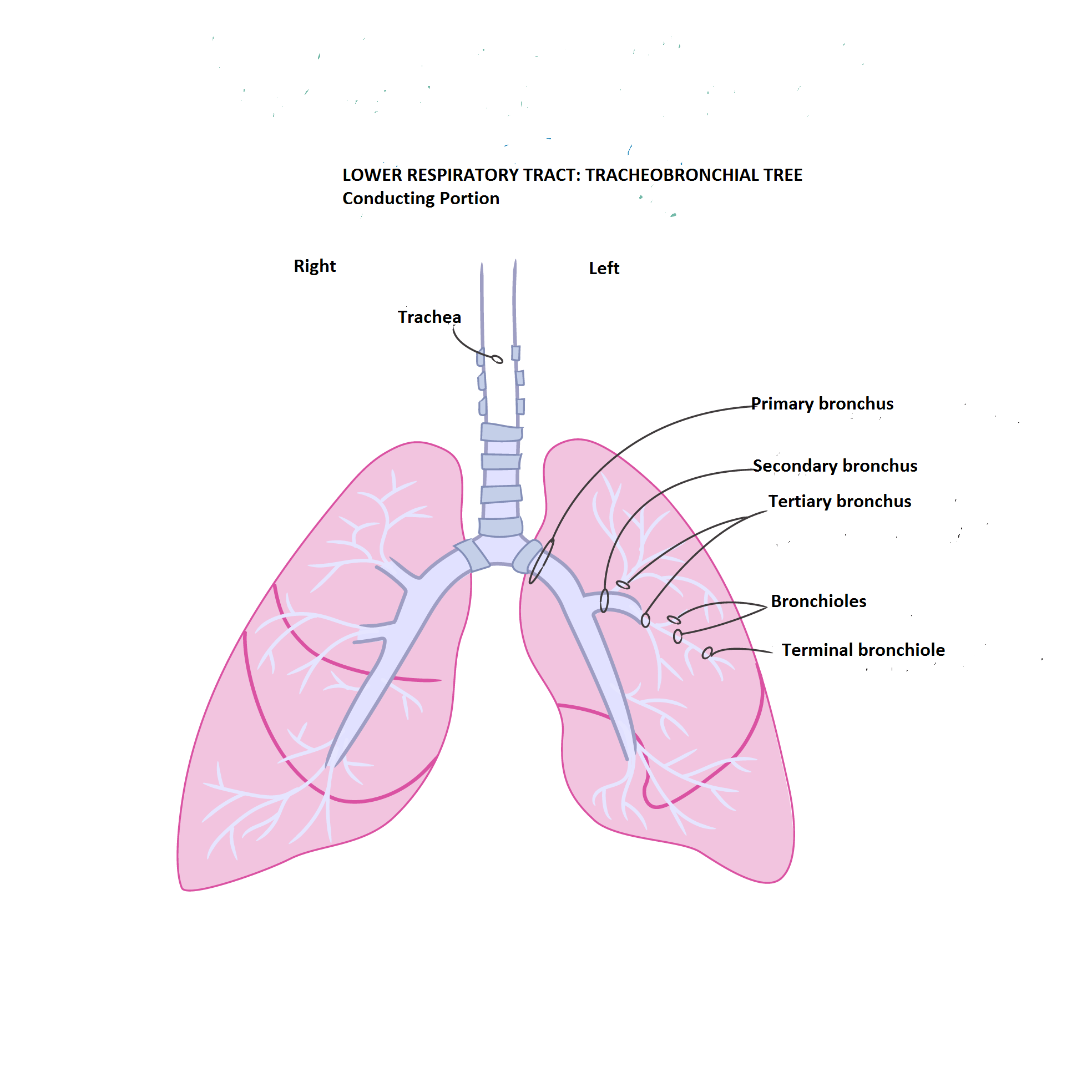 Anatomy and Physiology homework question answer, step 2, image 1