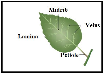 Answered: What are the modification of leaves and… | bartleby