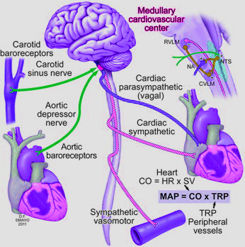 Anatomy and Physiology homework question answer, step 1, image 1