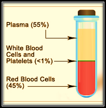 Anatomy and Physiology homework question answer, step 1, image 1