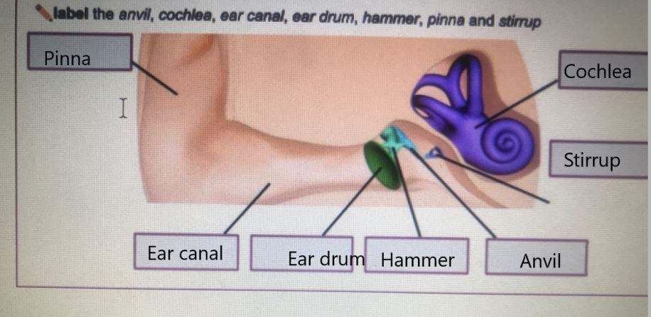 Hammer, Anvil & Stirrup by otoscopy. Bones of the middle ear