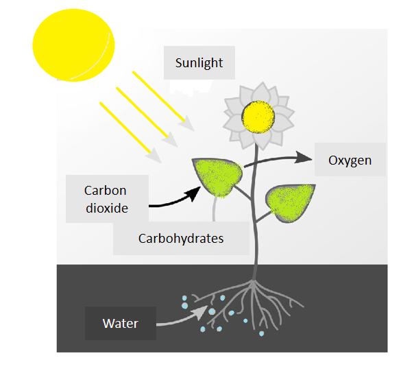 Biology homework question answer, step 1, image 1