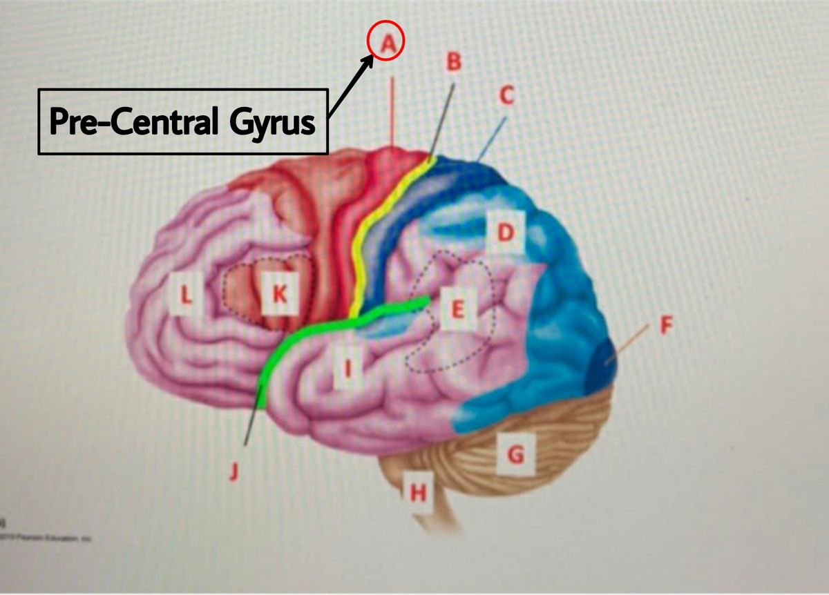 Biology homework question answer, step 1, image 1