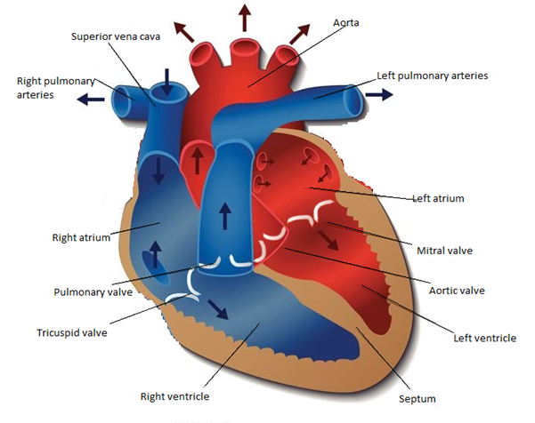 Anatomy and Physiology homework question answer, step 1, image 1