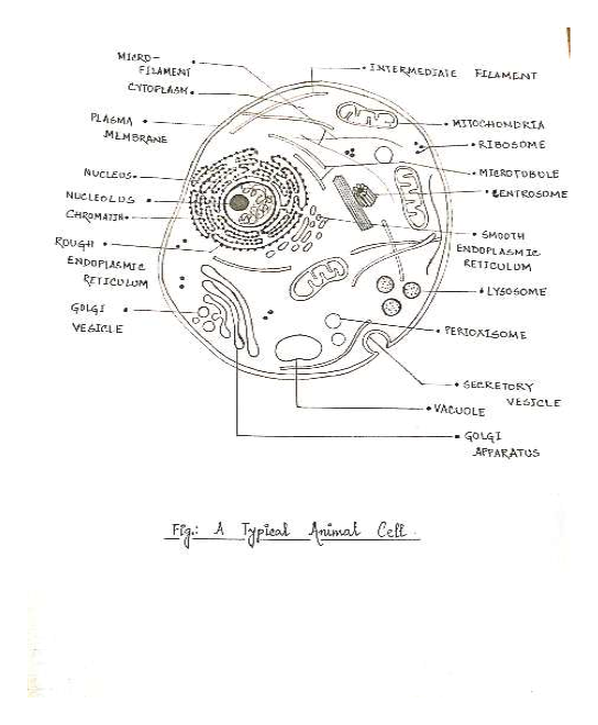 Answered: Draw a typical animal cell and label… | bartleby